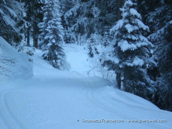 SENTIERO DEL BOSCO INNEVATO.jpg